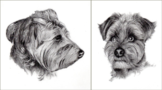 pencil pet dog portraiture